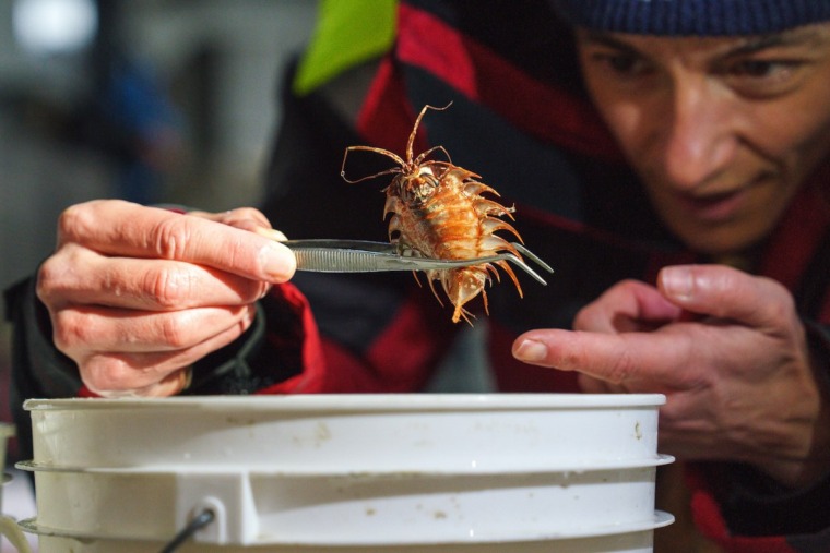 Patricia Esquete (Co-Chief Scientist, Universidade de Aveiro) inspects a suspected new species of isopod that was sampled from the bottom of the Bellingshausen Sea off Antarctica.