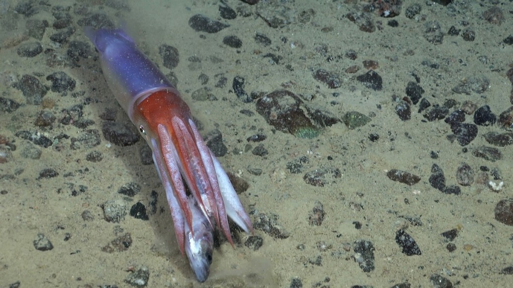A squid in the process of consuming a fish
