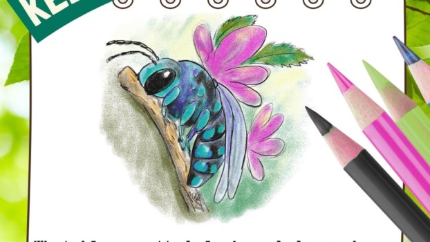 Get Outside! Keep a bee journal