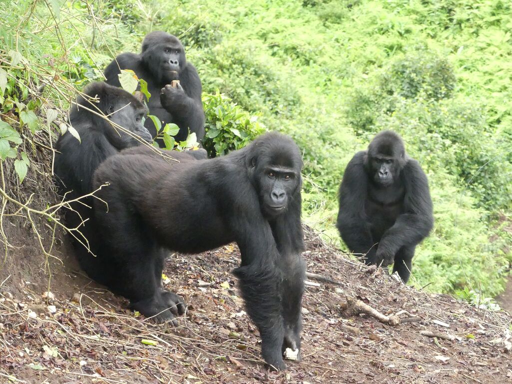 Four adult female gorillas rescued from the illegal wildlife trade and rehabilitated at the GRACE sanctuary in eastern Democratic Republic of the Congo pictured here on the day they were released to the wild in Virunga National Park in December 2024. (Photo by GRACE)