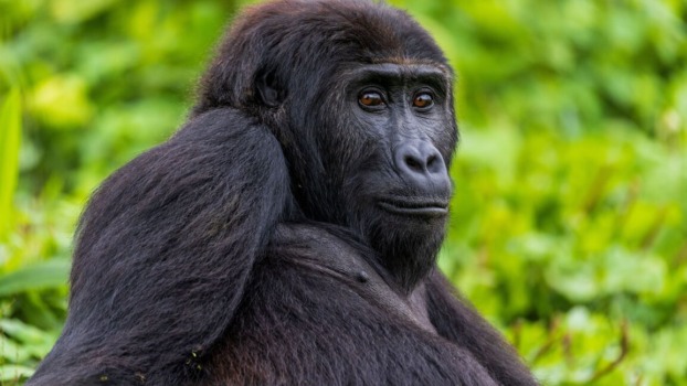 Lulingu at GRACE sanctuary before transfer