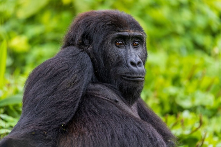 Lulingu at GRACE sanctuary before transfer