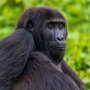 Four rescued gorilla girls return to the wild in Central Africa