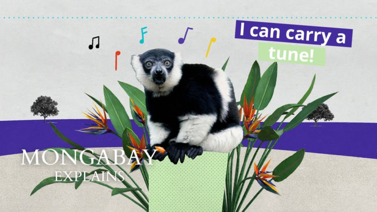A graphic featuring a lemur and music notes