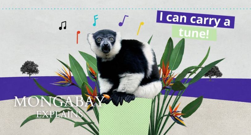 A graphic featuring a lemur and music notes