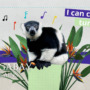 Singing lemurs will rock you
