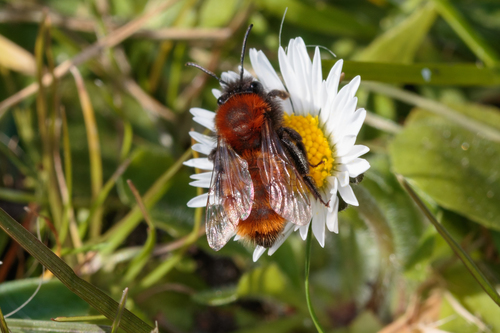 A tawny mining bee