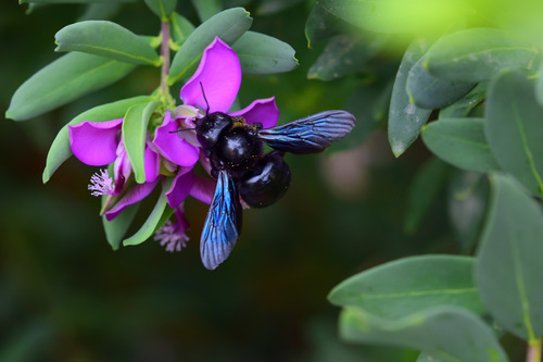 a violet carpenter bee