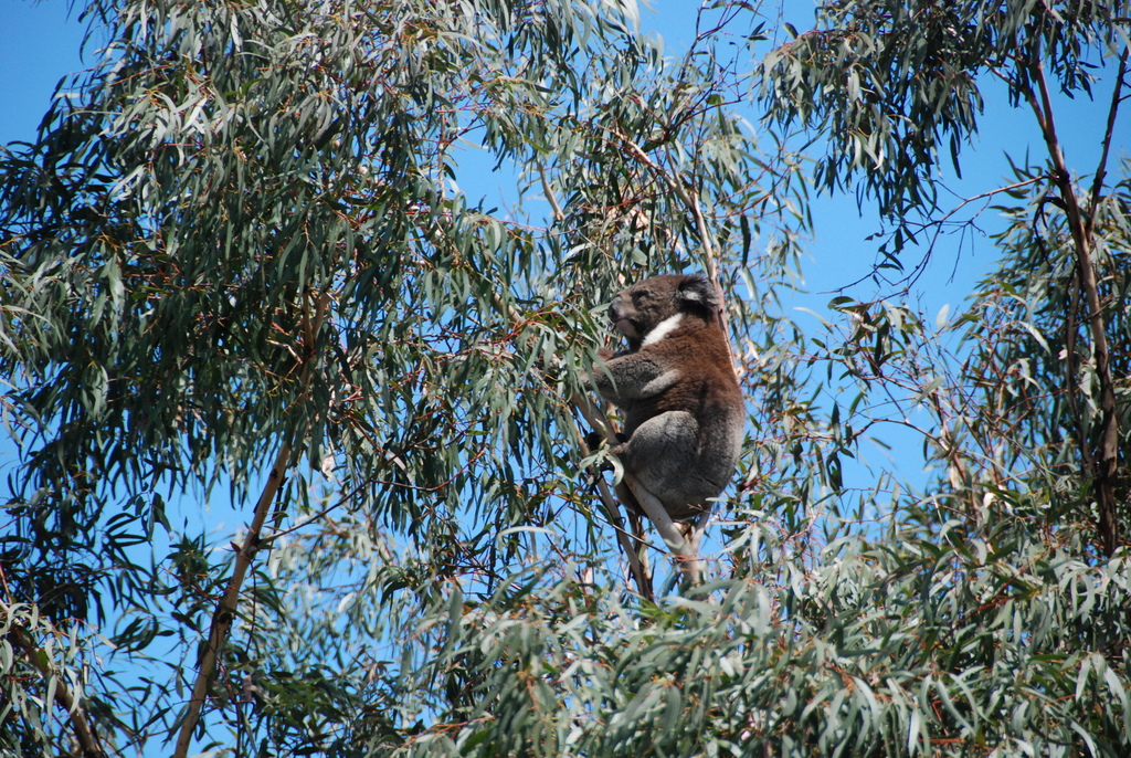 koala in a gum tree