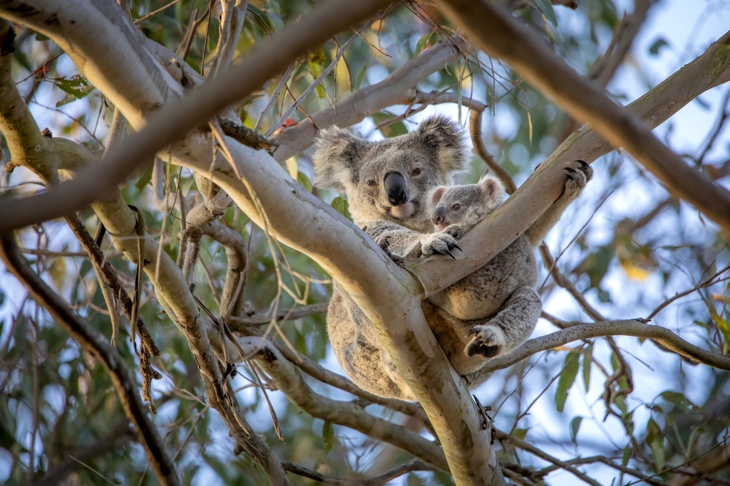 a koala and a joey in a tree
