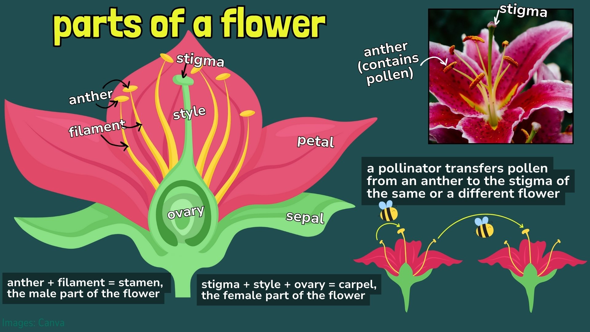 parts of a flower