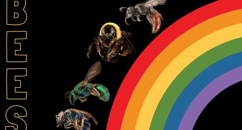 bee spot difference puzzle