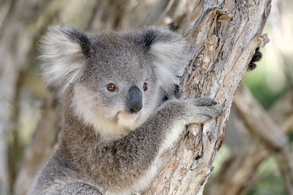 A cute koala in a tree