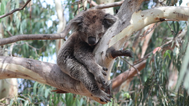 A koala sleeping in a tree