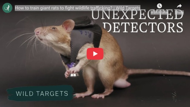 an image linking to a video about African giant pouched rats
