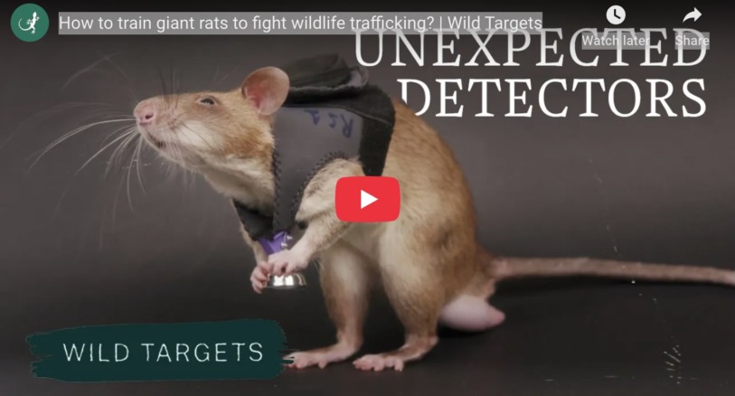 an image linking to a video about African giant pouched rats
