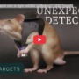 African giant pouched rats gear up to fight wildlife crime