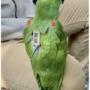 Parrots sport tiny backpacks for conservation