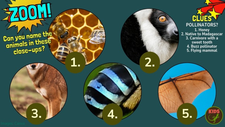 Close ups of pollinators