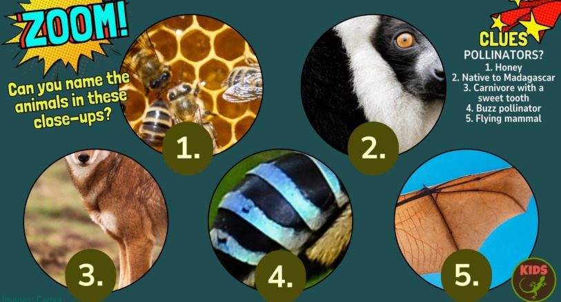 Close ups of pollinators