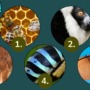 Zoom! Pollinators?