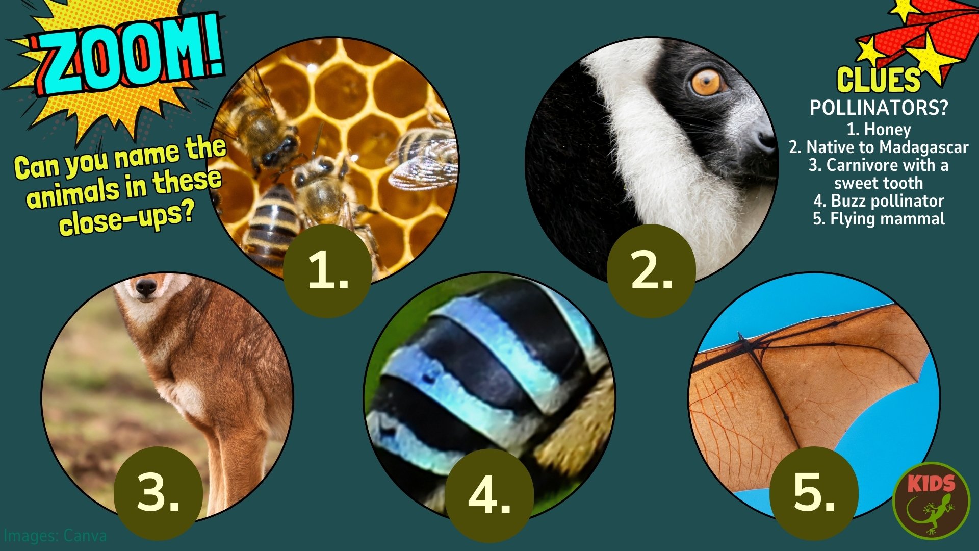 Close ups of pollinators