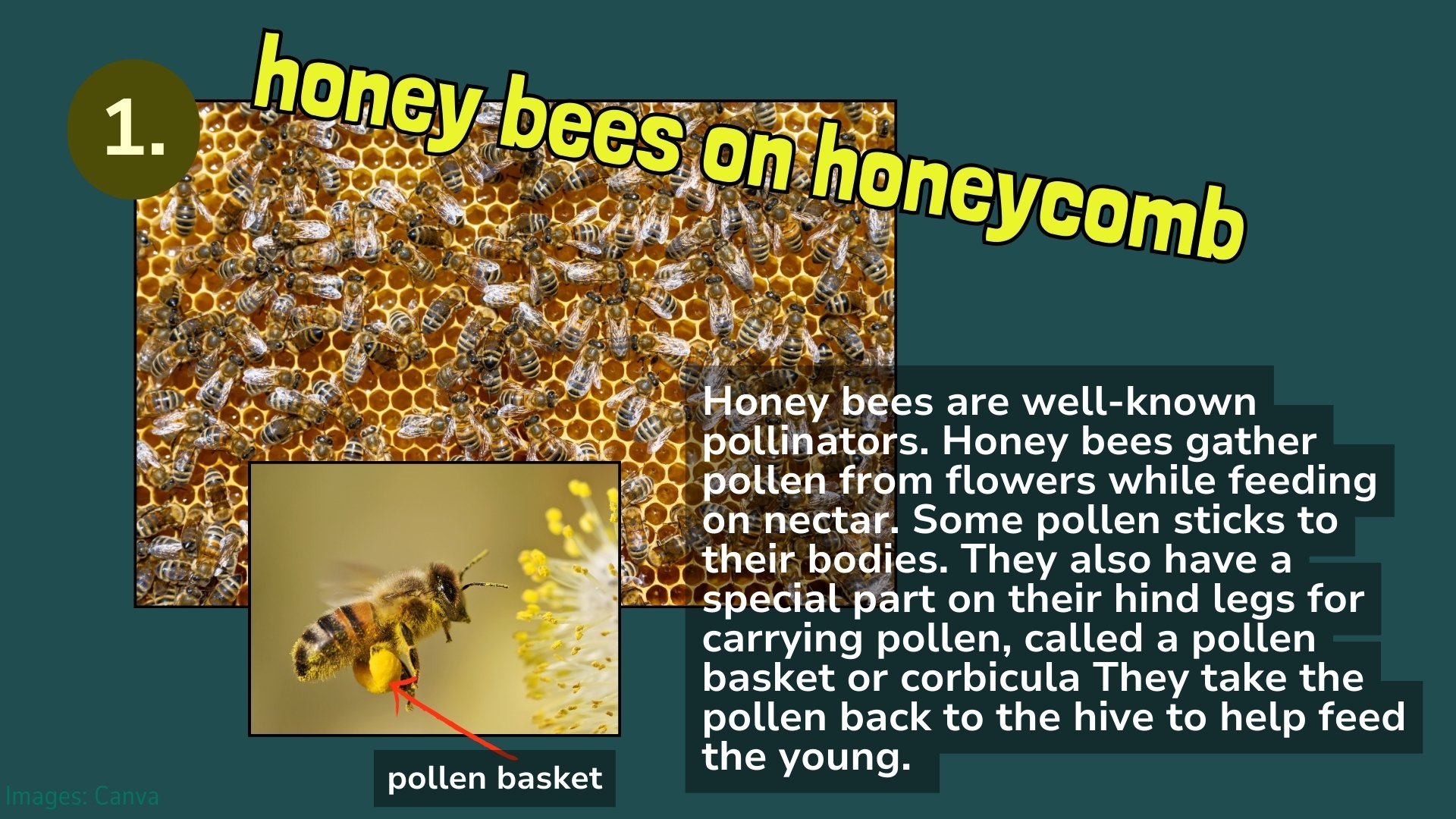 honey bees are pollinators