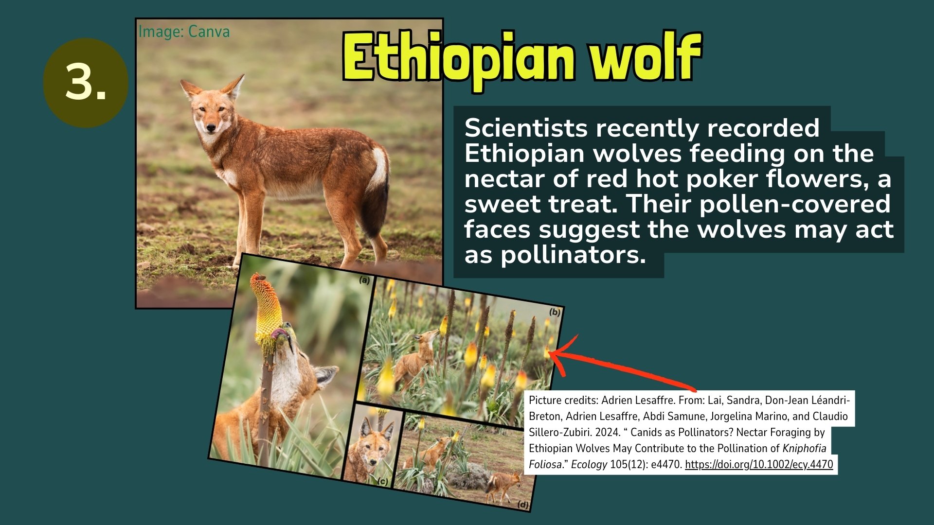 Ethiopian wolf may be a pollinator