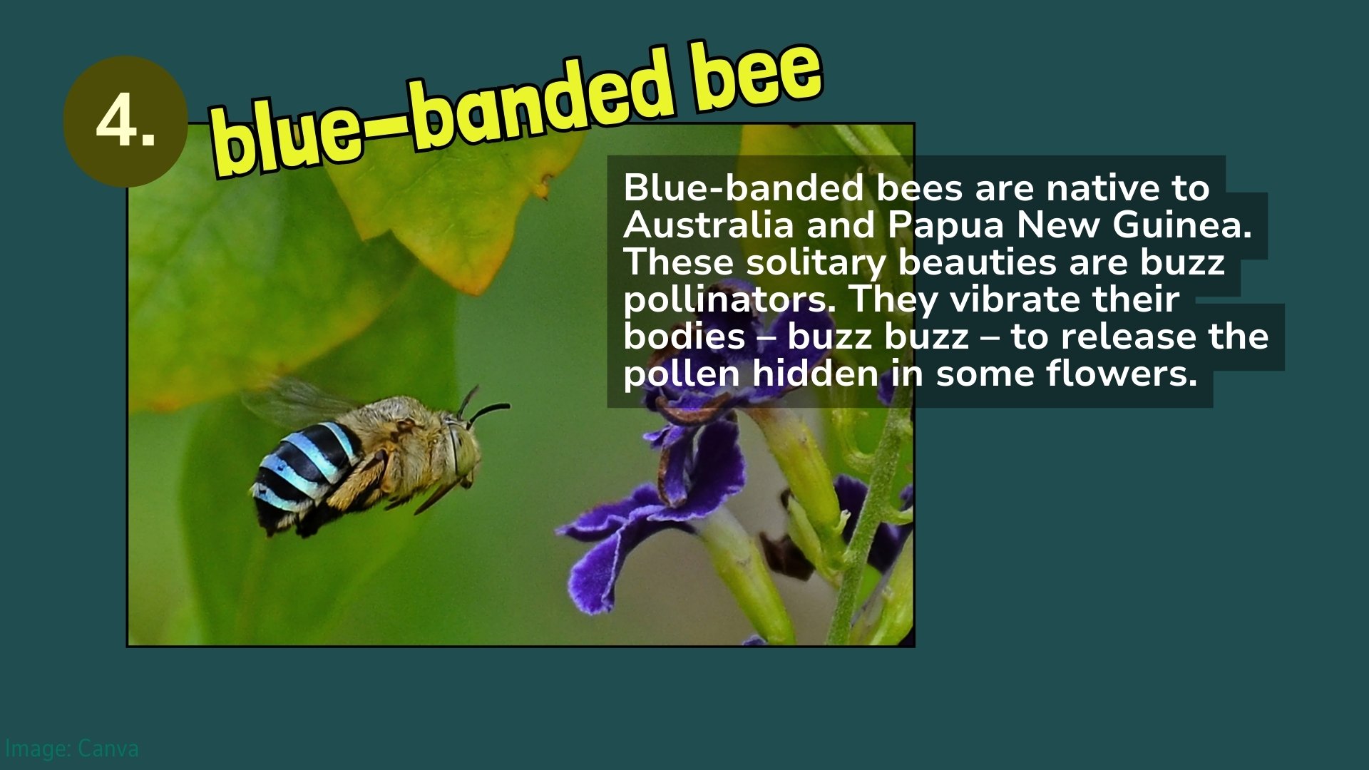 blue-banded bee is a buzz pollinator