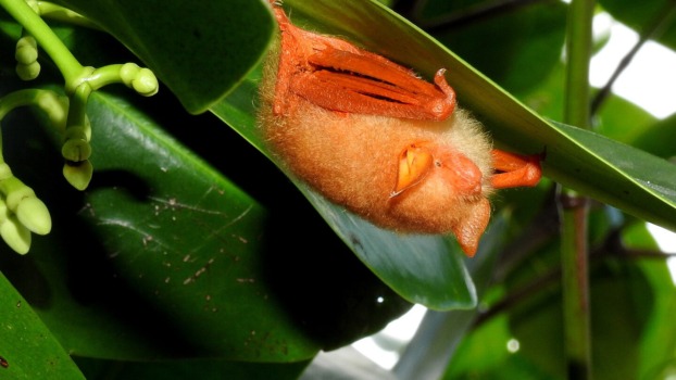 a painted woolly bat
