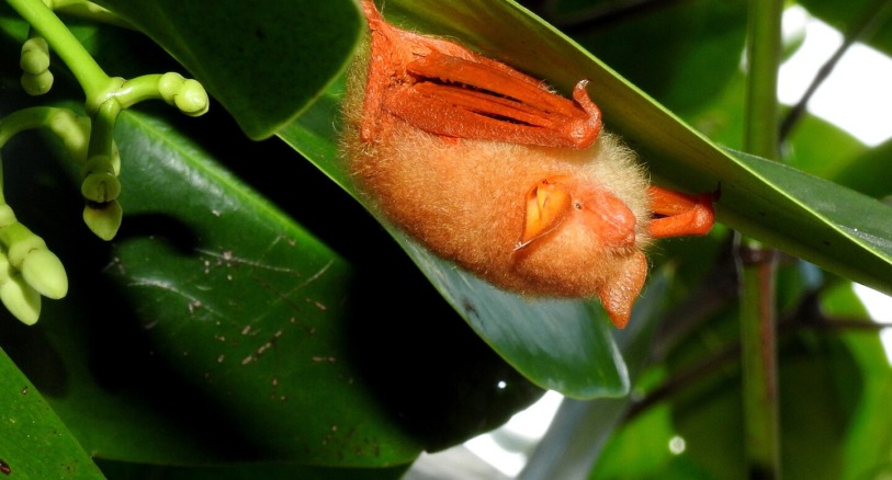 a painted woolly bat