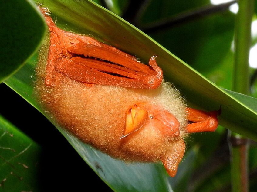 a painted woolly bat