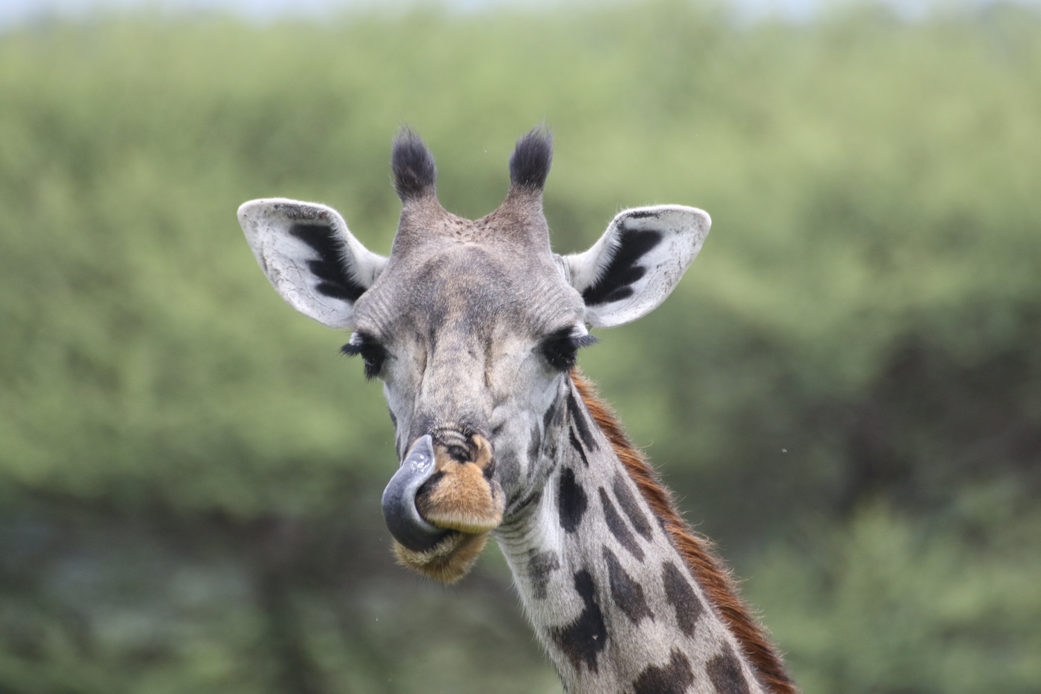 a giraffe sticking out its tongue