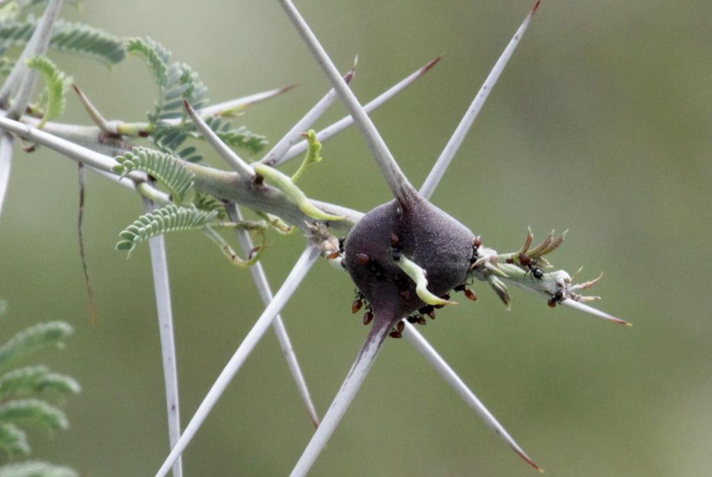Ants on an acacia tree