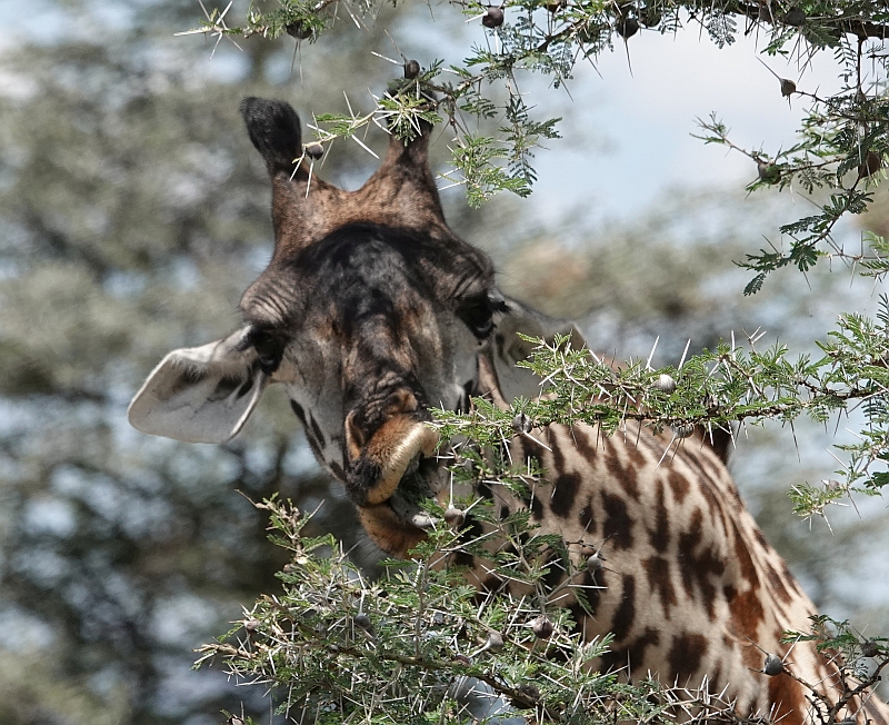 A giraffe eating from a thorny acacia tree.