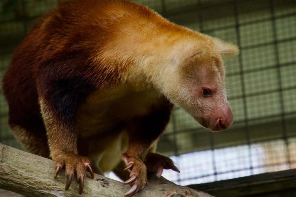 A weimang tree kangaroo.