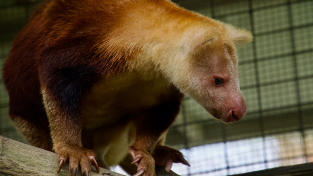 A weimang tree kangaroo.