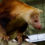 A tiny mountain range in New Guinea has many rare species