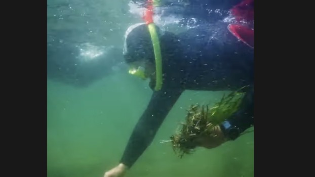 a person planting seagrass
