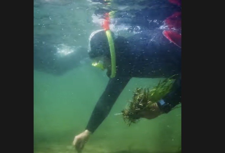 a person planting seagrass