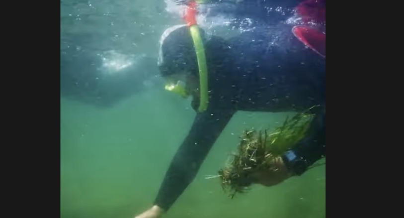 a person planting seagrass