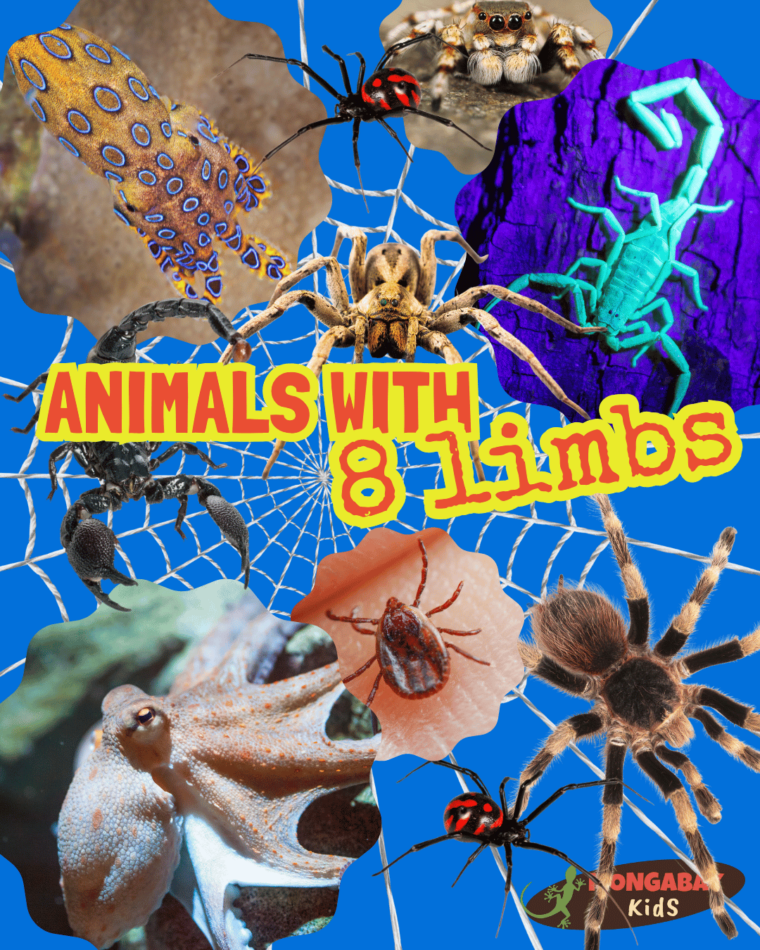 a spot the difference puzzle about animals with 8 arms or legs