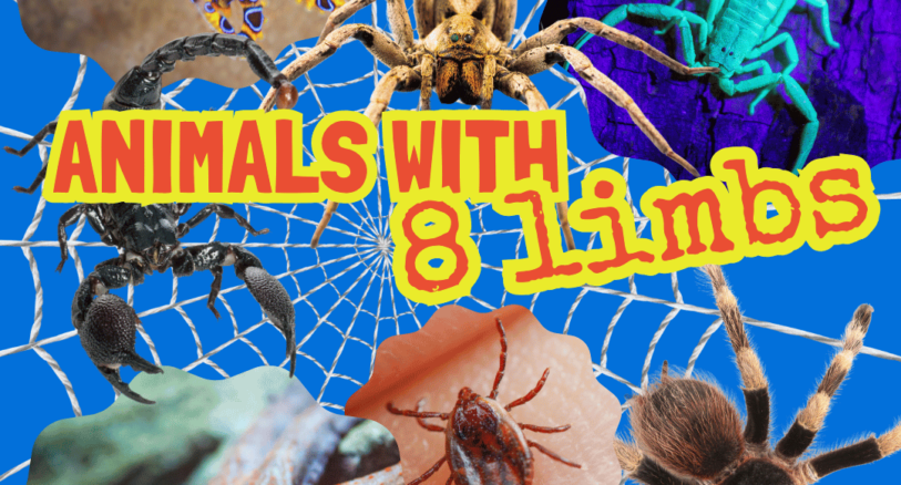 a spot the difference puzzle about animals with 8 arms or legs