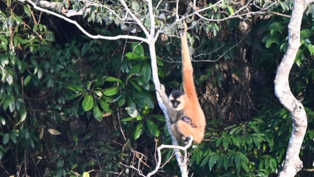A Cao-vit gibbon with an infant.