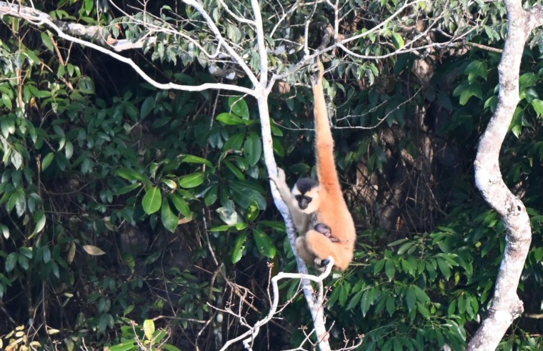 A Cao-vit gibbon with an infant.