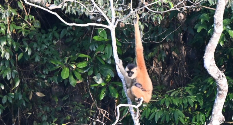 A Cao-vit gibbon with an infant.