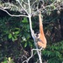 Rare baby gibbons sighted in Vietnam