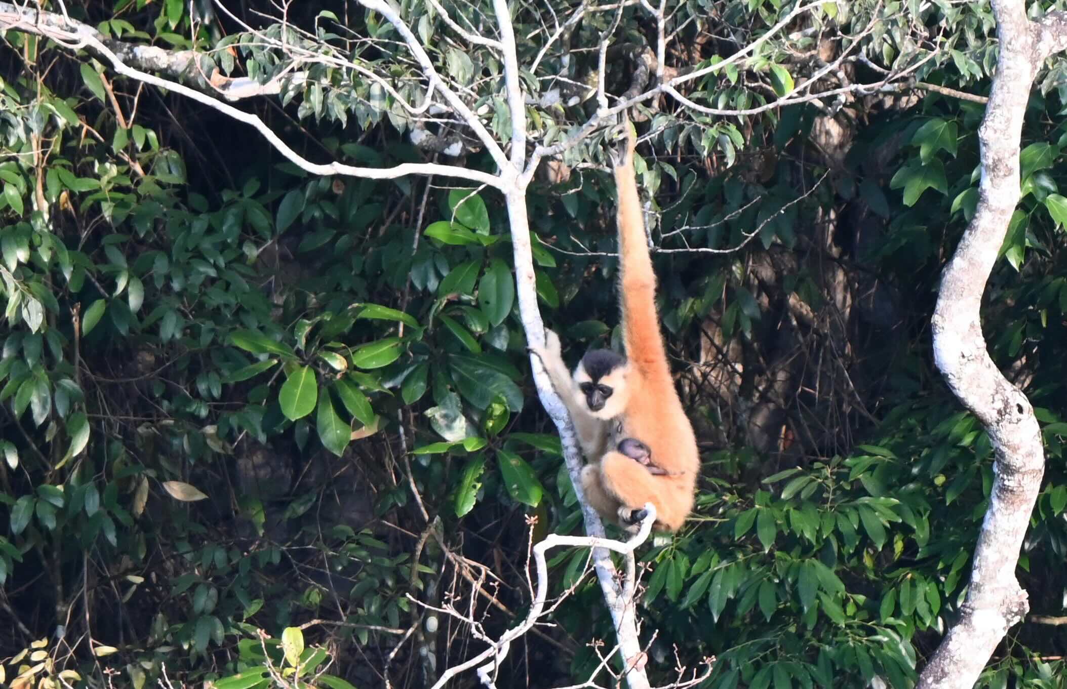 A Cao-vit gibbon with an infant.