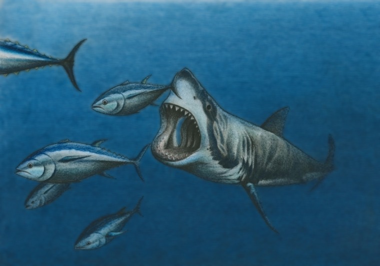 a white shark hunting bluefin tuna