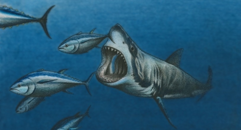 a white shark hunting bluefin tuna